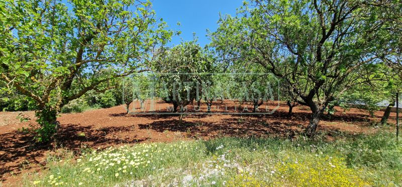 TERRENO 