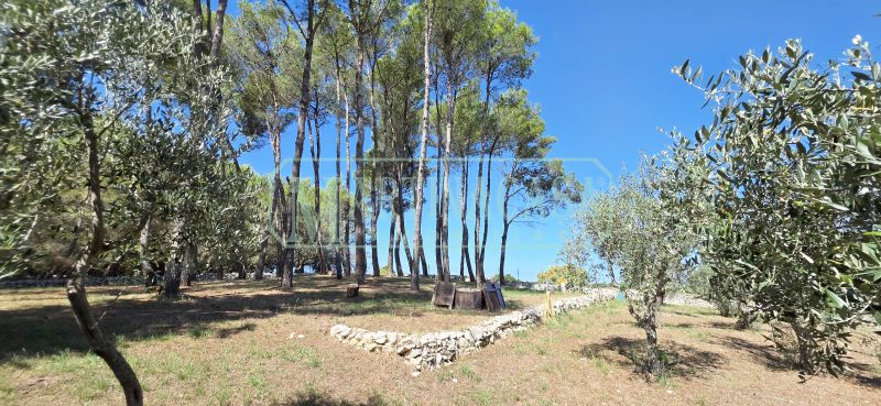 PINETA 